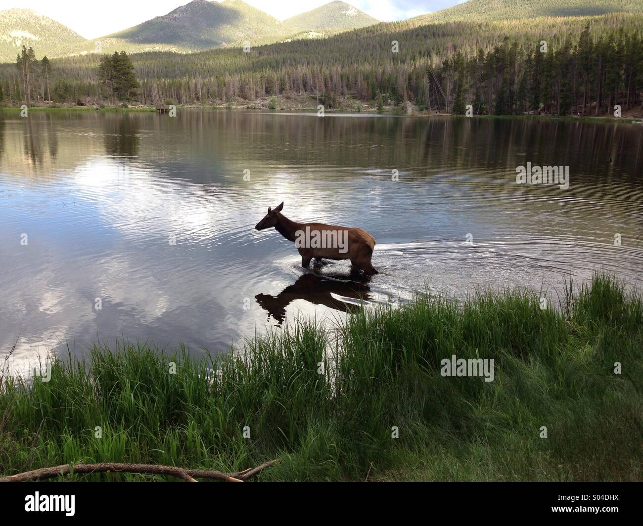 Elk in a lake - Smartphone Captured Stock Image
