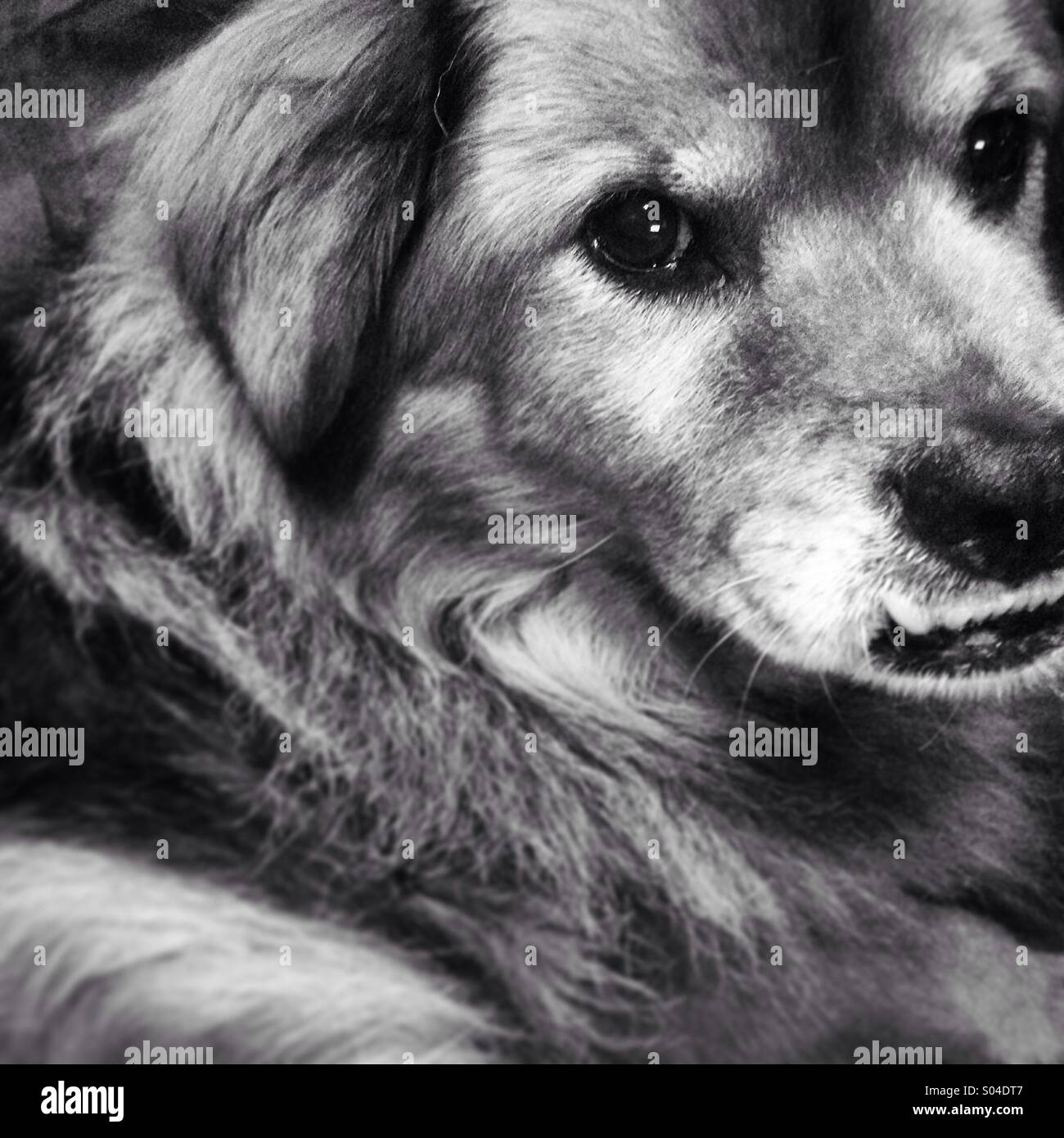 dog close up Stock Photo - Alamy