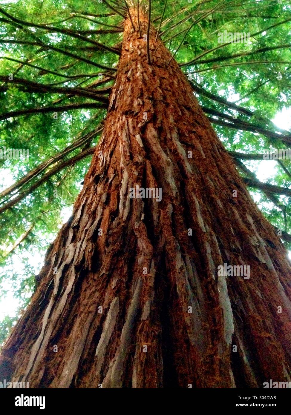 Mighty redwood - Smartphone Captured Stock Image