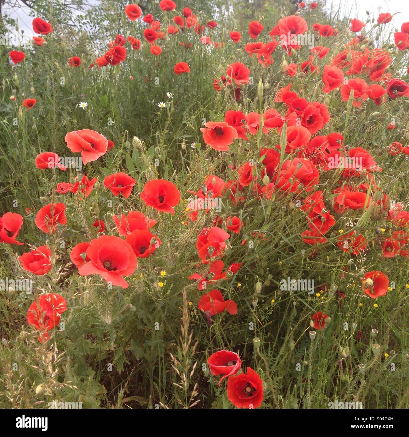 Best red flowers hi-res stock photography and images - Alamy