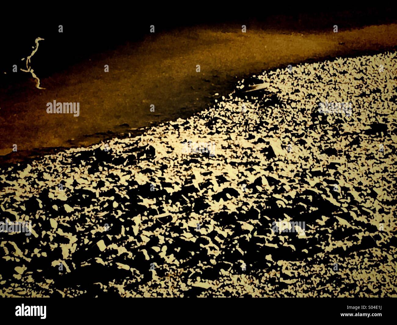 Heron standing in shade near sunlit riverbank - Smartphone Captured Stock Image