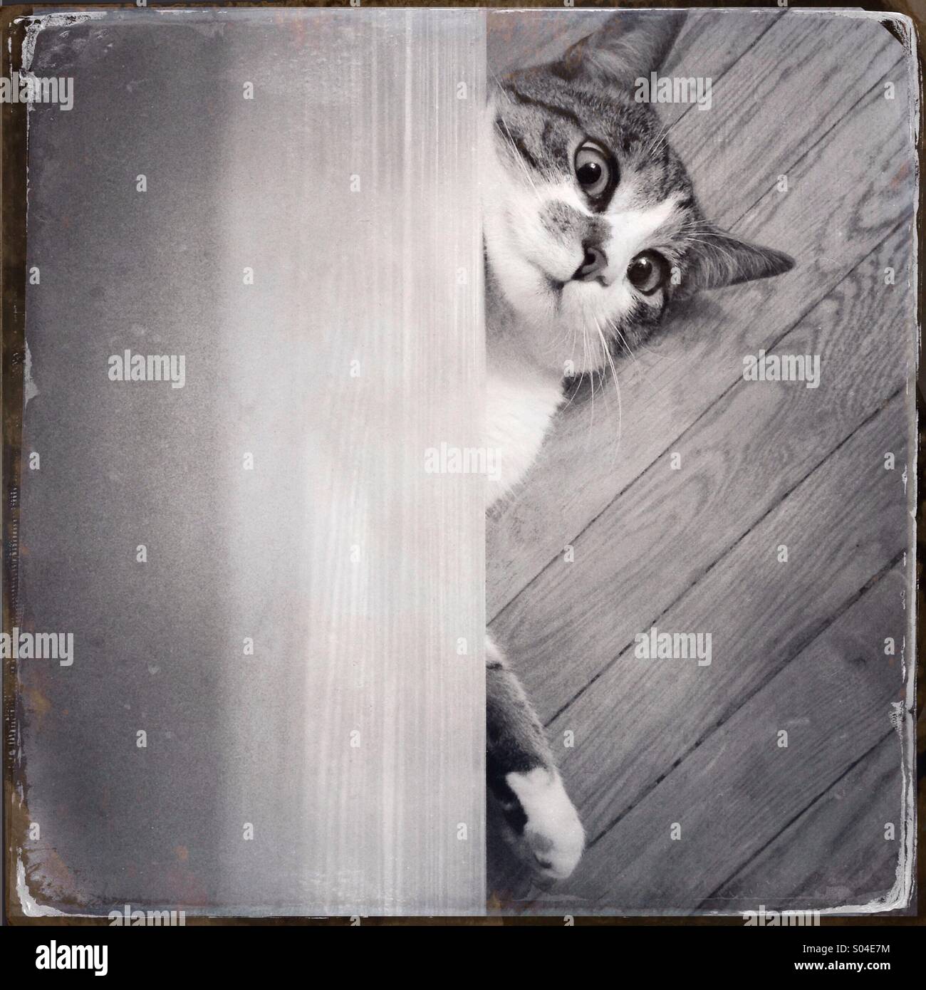 A cat is seen trying to crawl from under a wooden bed Stock Photo Alamy
