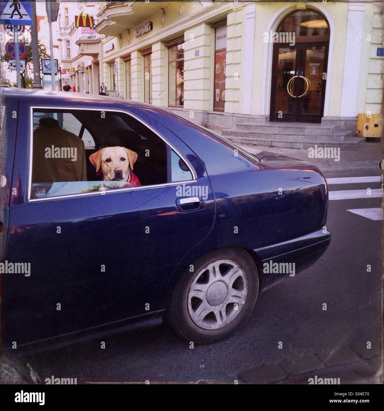 A dog is seen looking out of a car window. Stock Photo