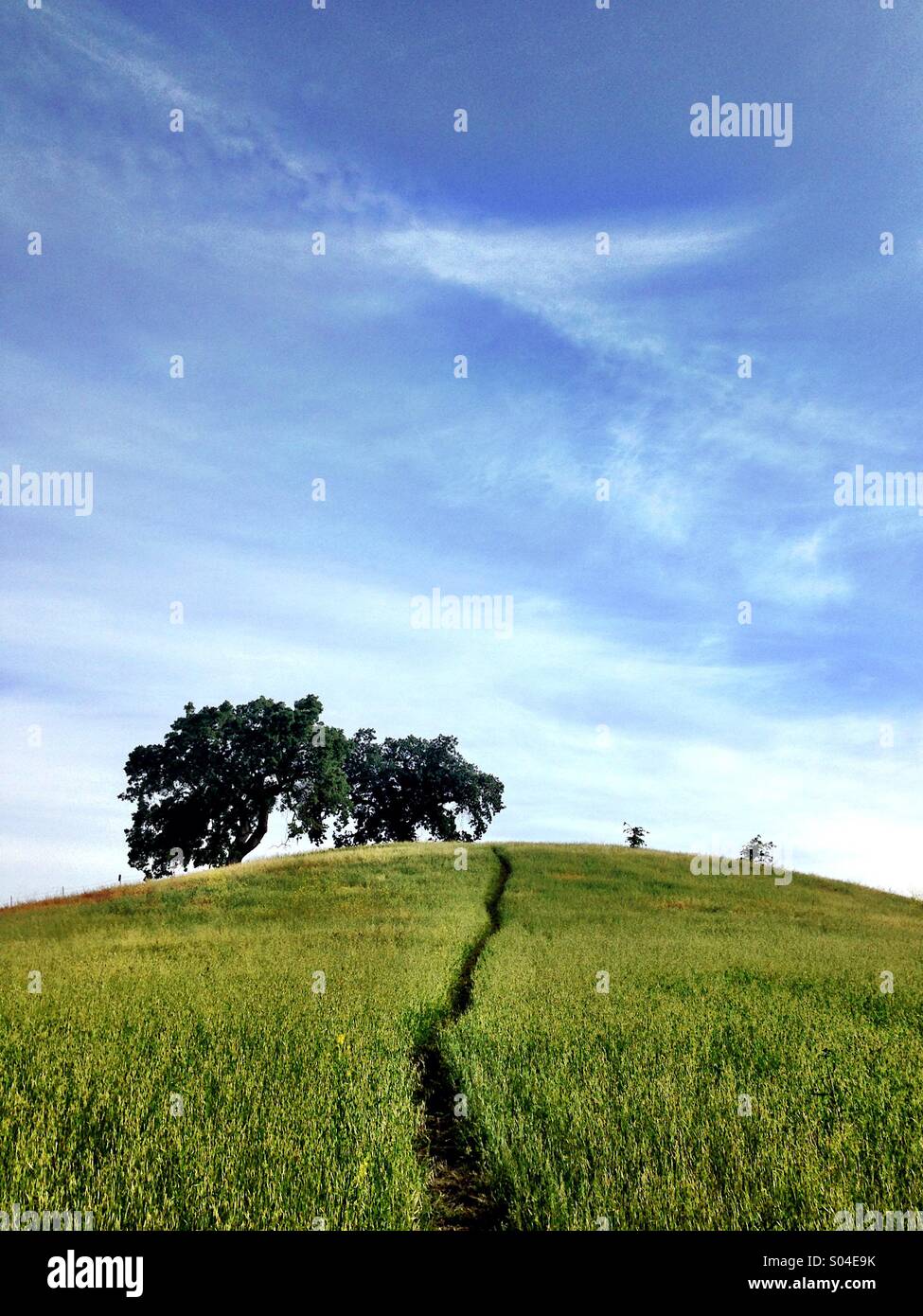 Path through grassy hill with oak tree on top - Smartphone Captured Stock Image
