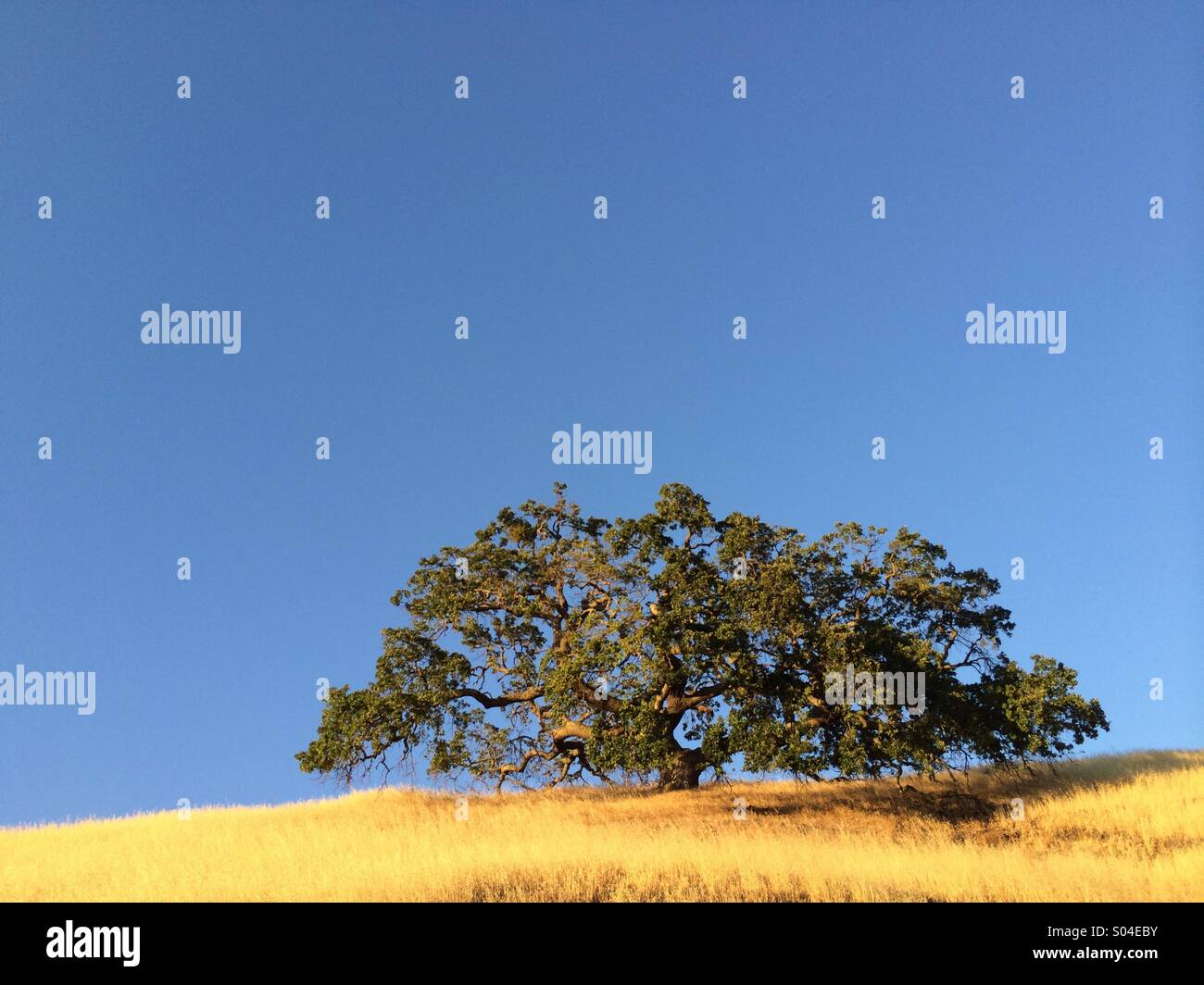 Oak tree and grass at sunset, Mt. Diablo State Park, California Stock Photo