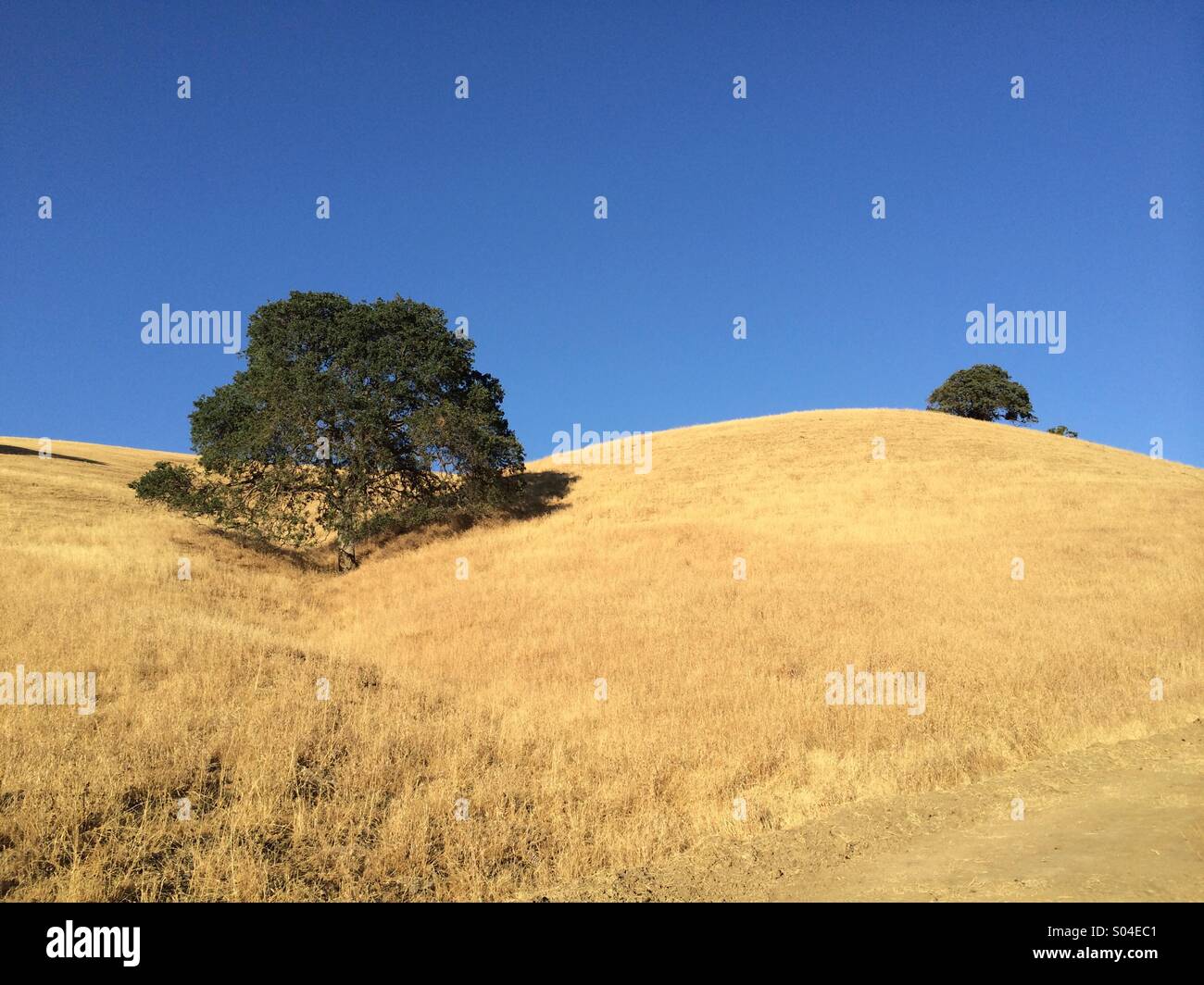 Oak trees at sunset, Mt. Diablo State Park, California Stock Photo