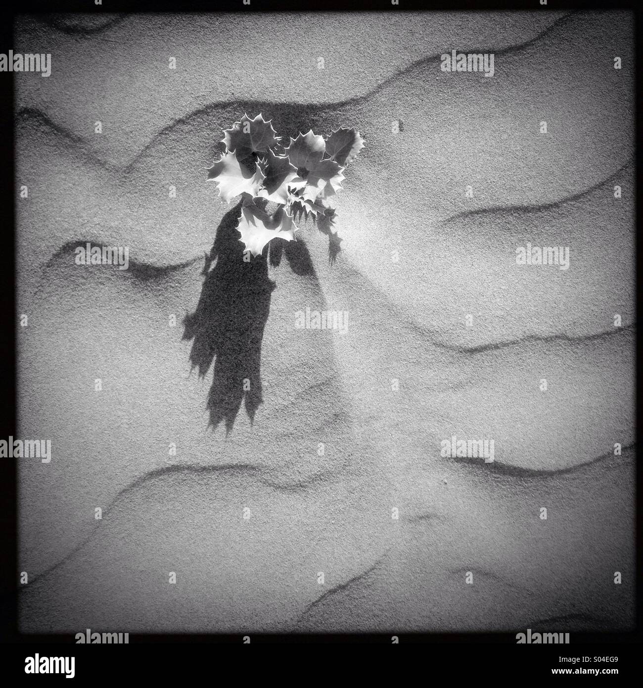 Flower in the sand - Smartphone Captured Stock Image