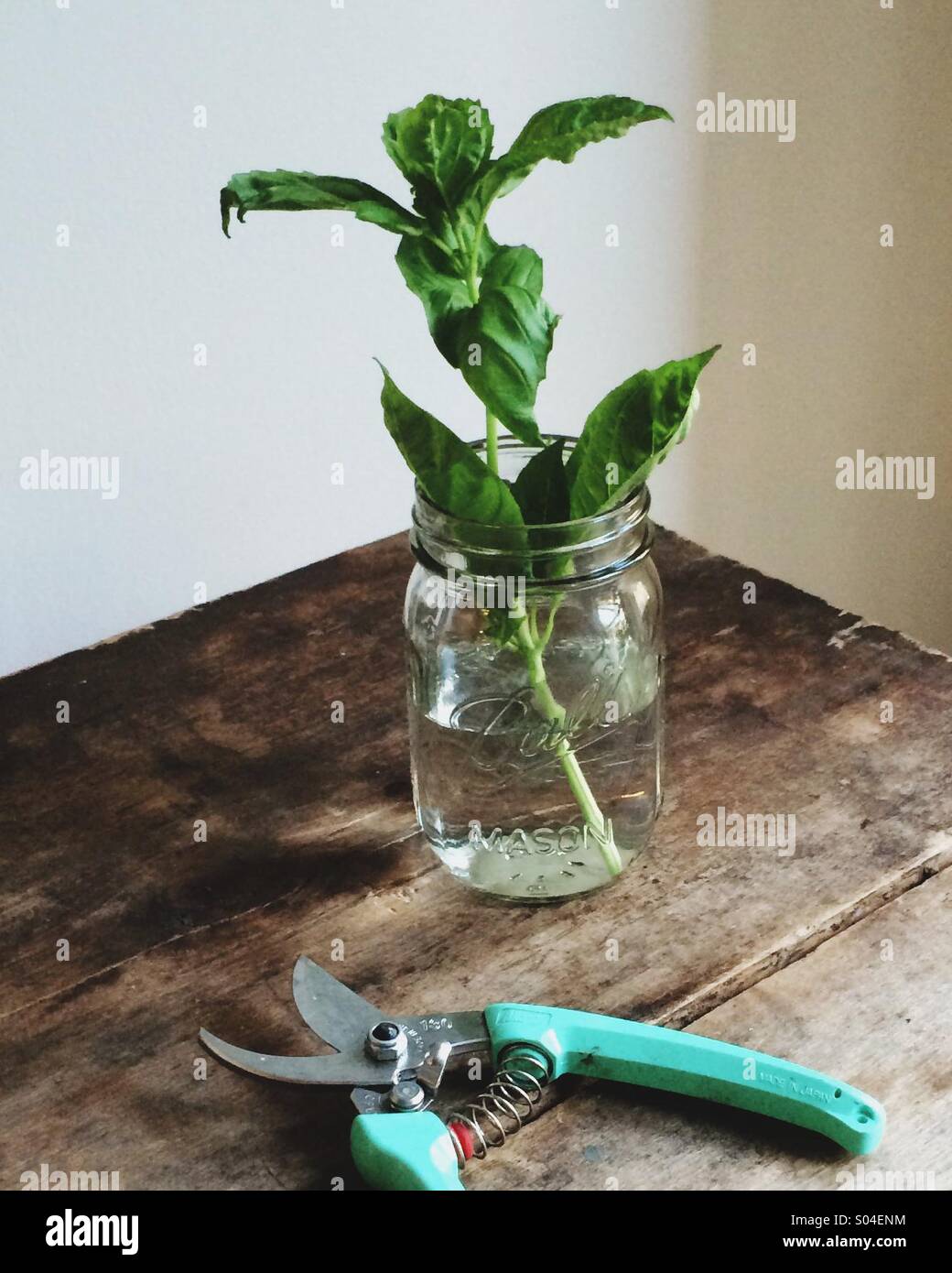 Basil just clipped from a garden. - Smartphone Captured Stock Image