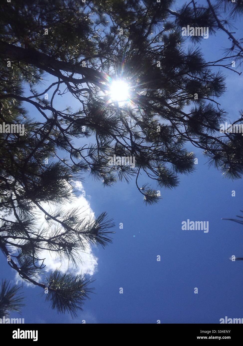 Summer sun thru the red pine trees Stock Photo