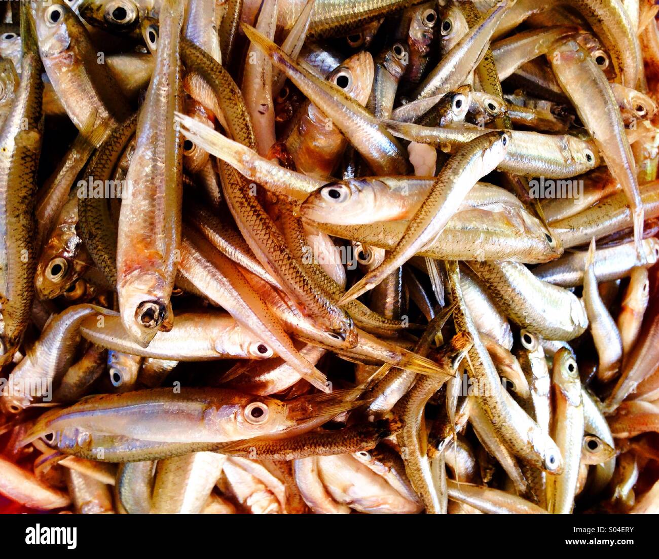 Fresh fish - Smartphone Captured Stock Image