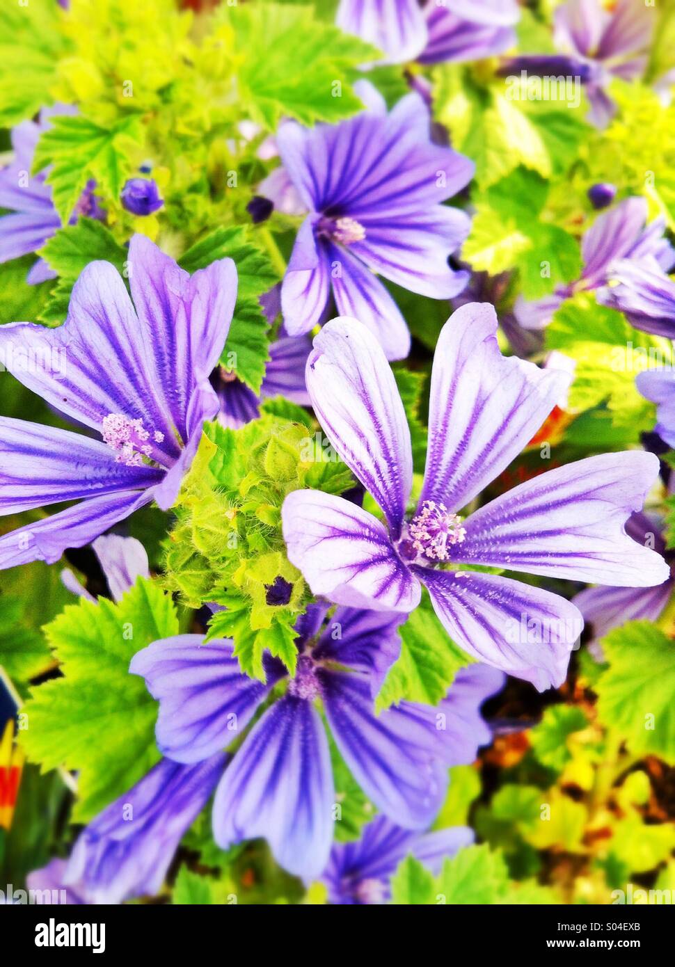 Purple stripes geranium flowers Stock Photo