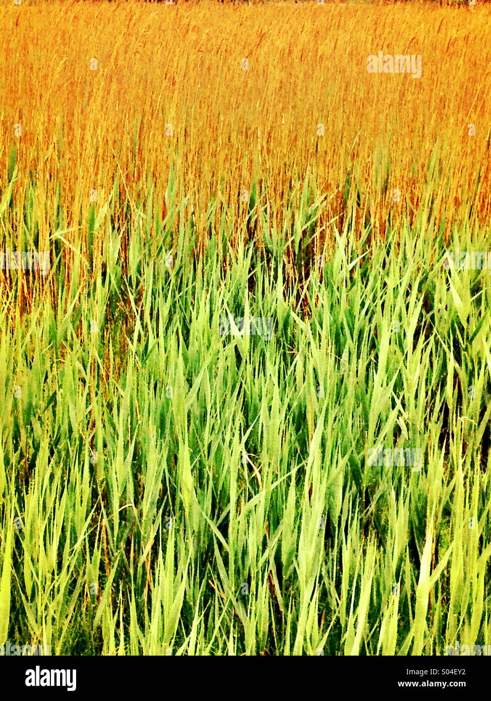 Reeds and rushes hires stock photography and images Alamy