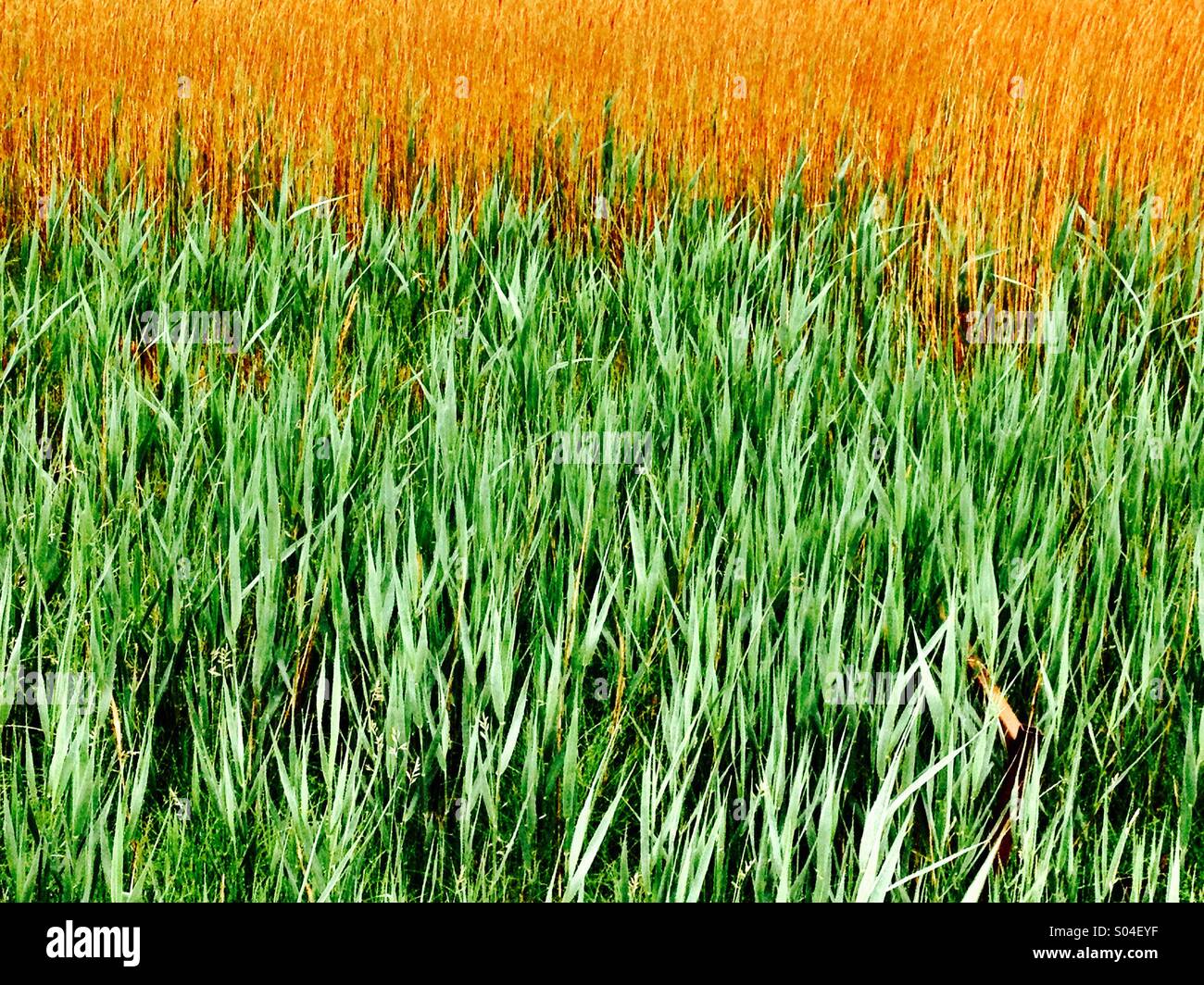 Reeds and Rushes6 Stock Photo Alamy