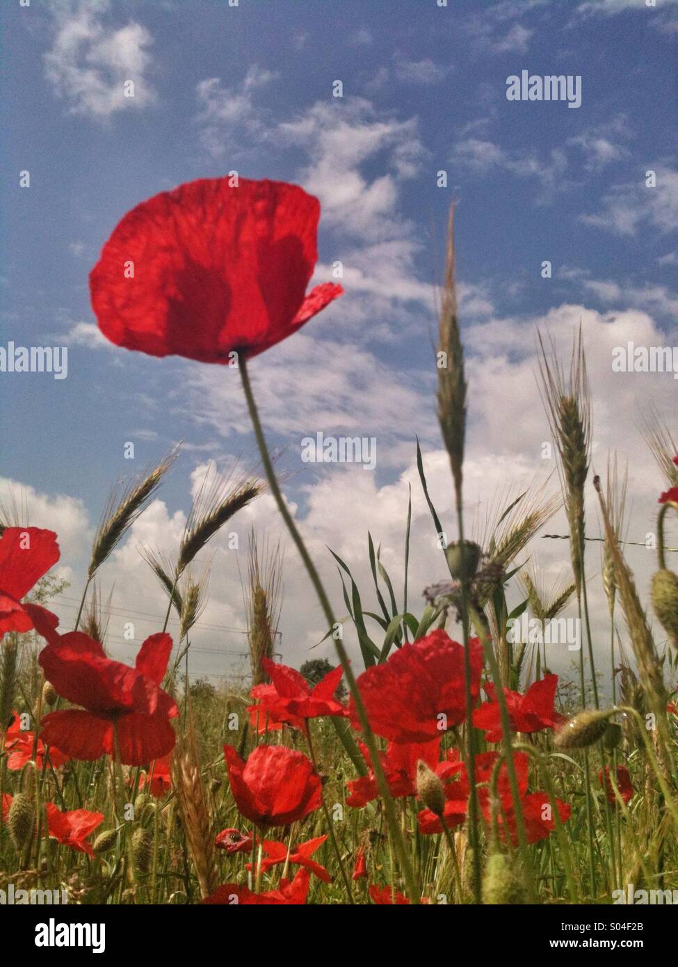 Poppies blue hi-res stock photography and images - Alamy