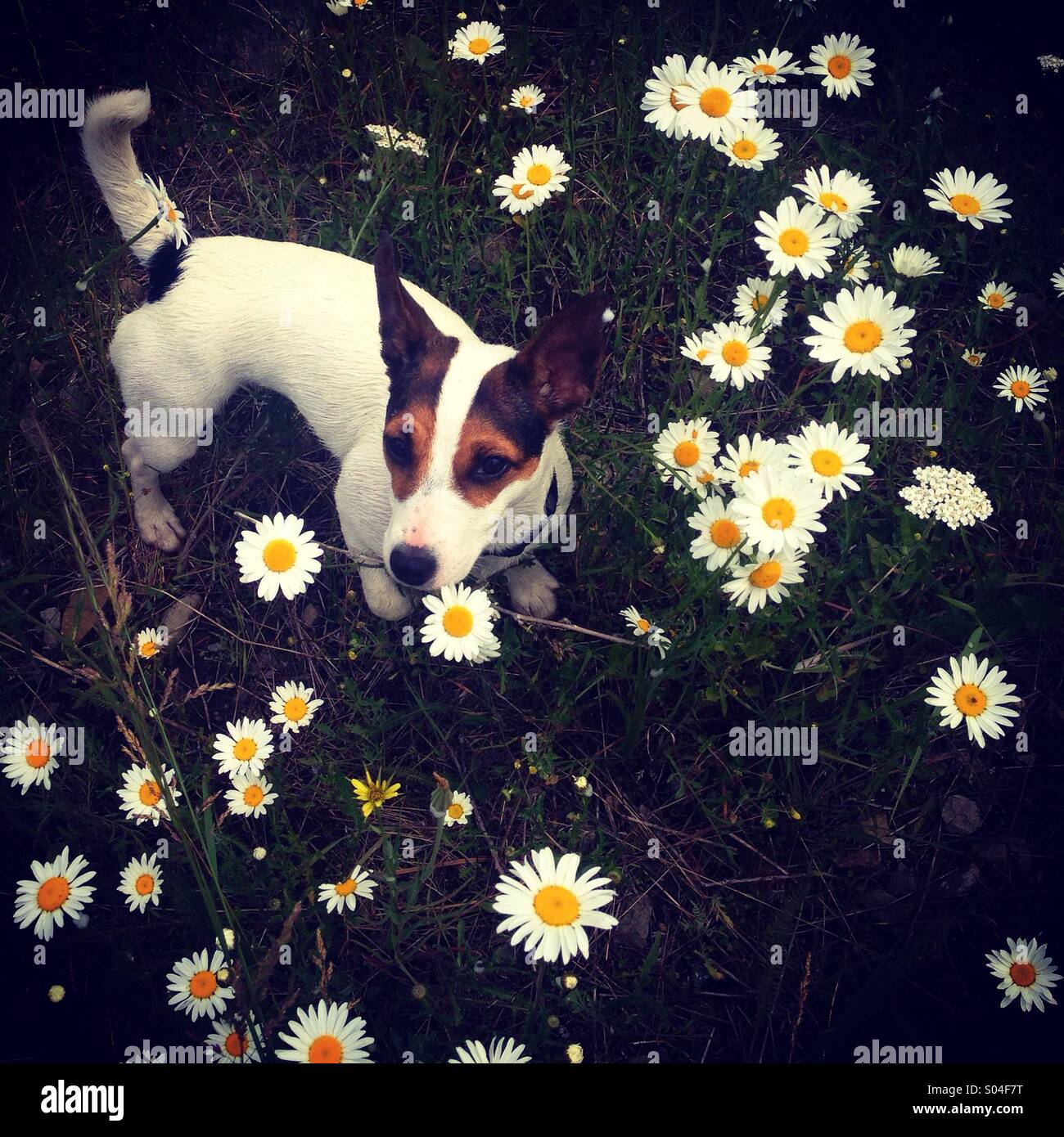 A tenmonthold Jack Russell Terrier puppy dog, named Daisy, photographed from above in a field