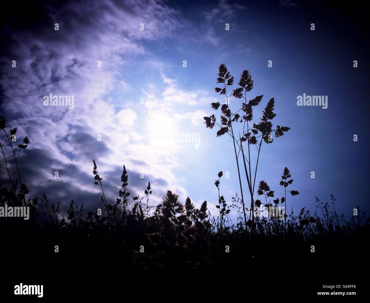 Grasses backlit hi-res stock photography and images - Alamy