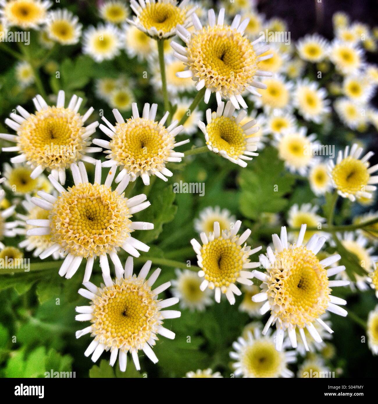 White and yellow flowers Stock Photo Alamy