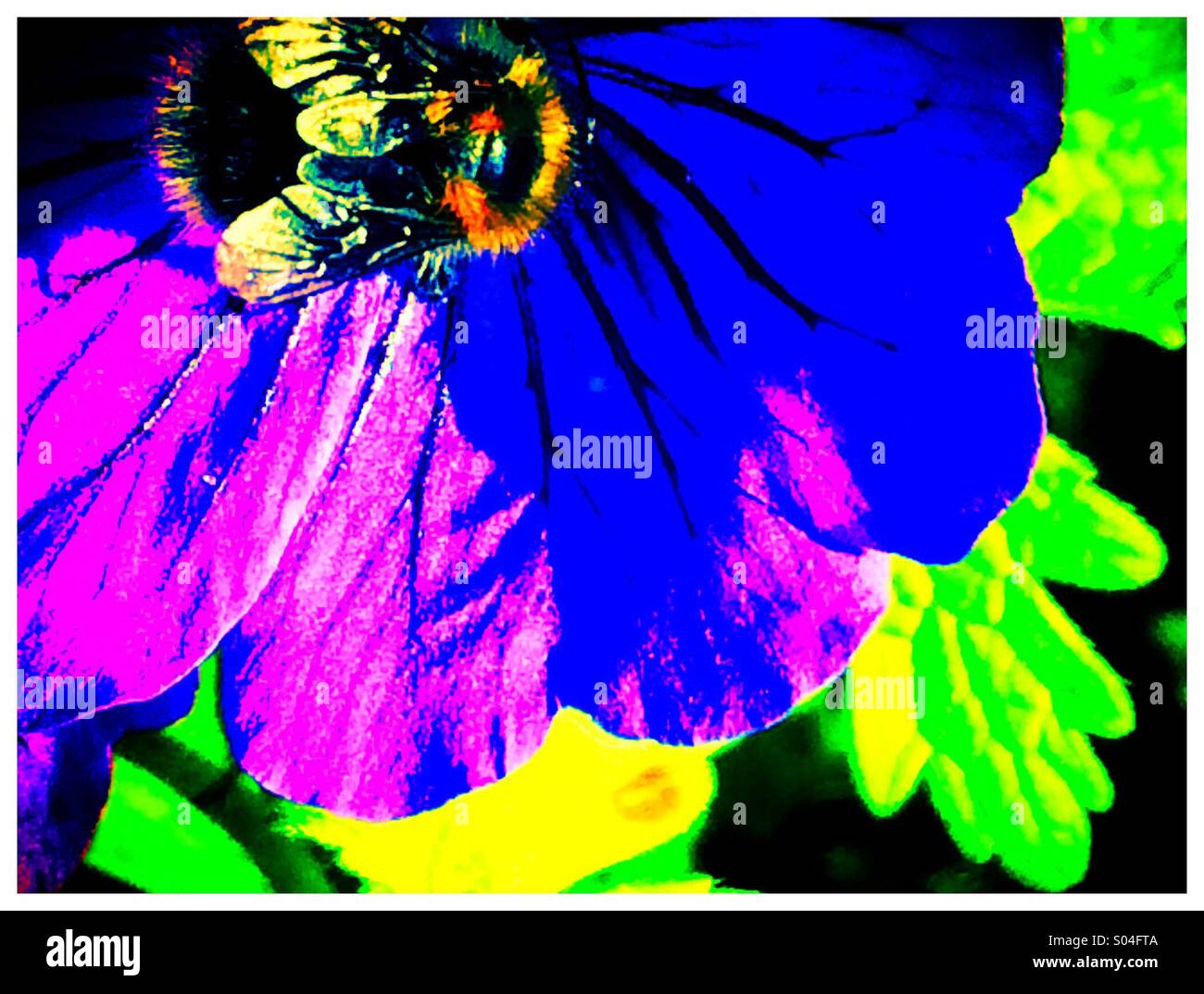 Bee on colourful flower petal Stock Photo