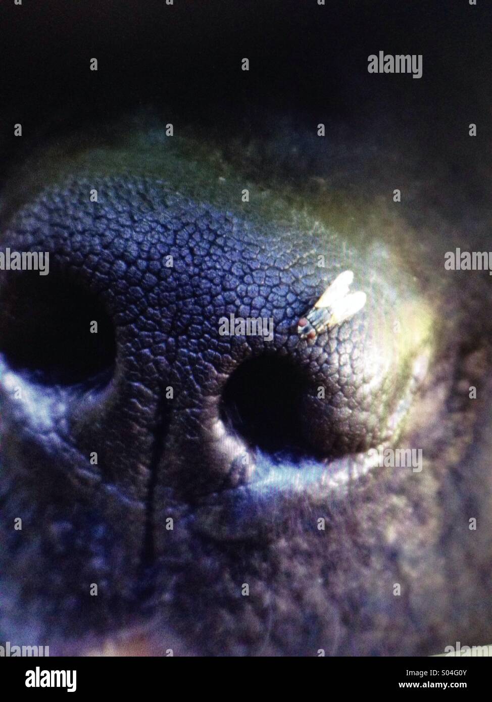 Fly On Nose Stock Photos & Fly On Nose Stock Images Alamy