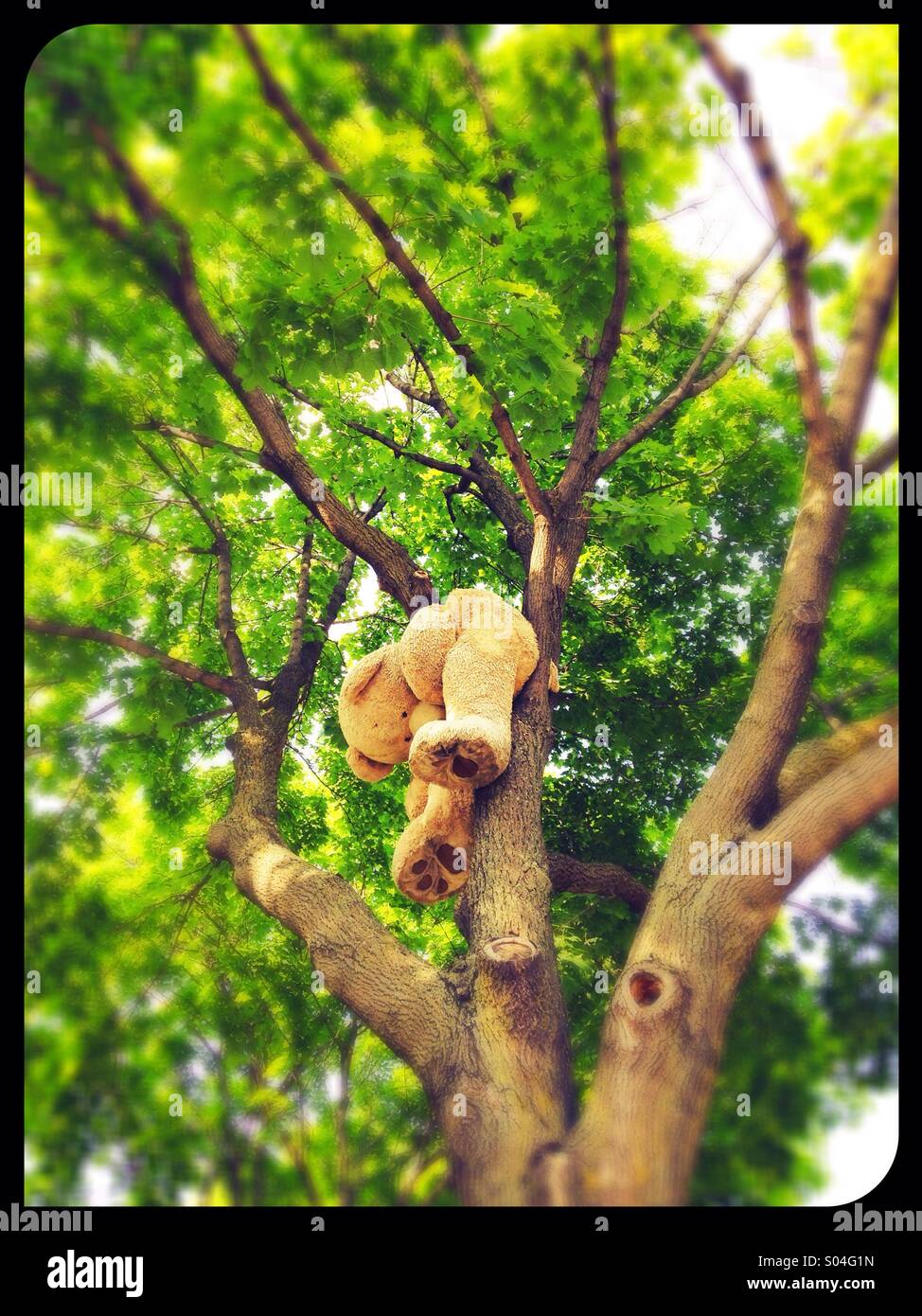 A stuffed bear up in a tree. Stock Photo