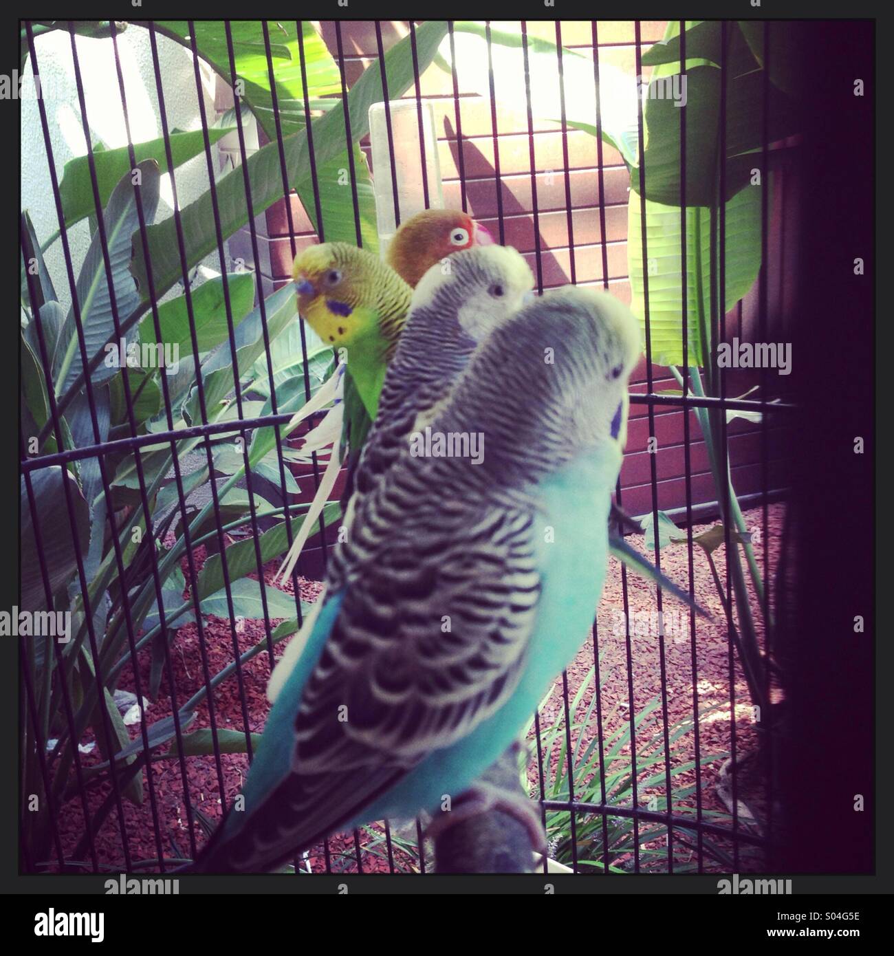 Birds in a cage hires stock photography and images Alamy
