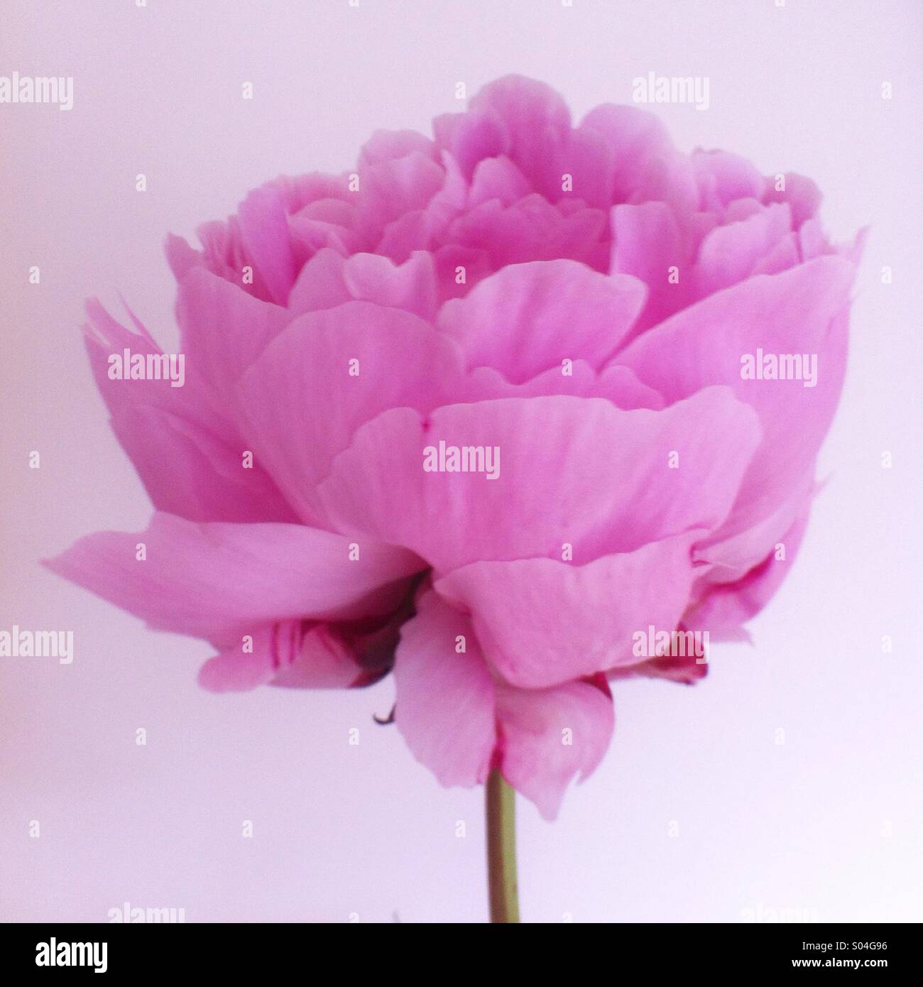 Pastel pink peony flower Stock Photo