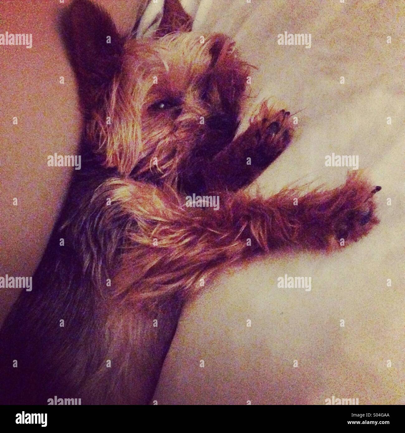 Lazy Sunday Stock Photo