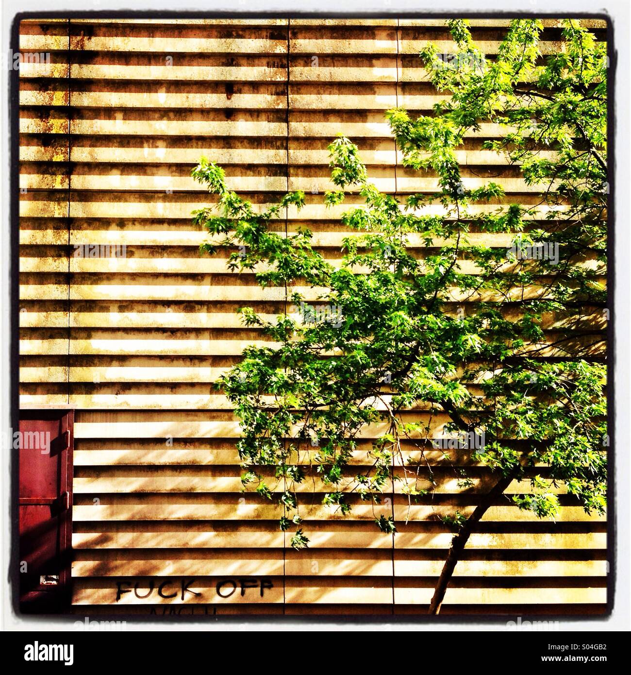 Tree and arhitecture Stock Photo