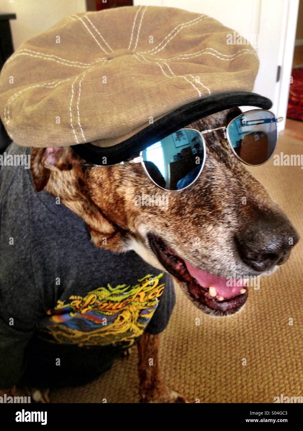 Dog with cheap hat and sunglasses