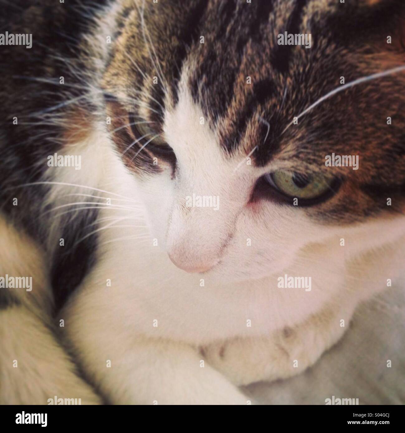 Domestic short-hair house cat close up with lovely green eyes curled up and cozy. - Smartphone Captured Stock Image