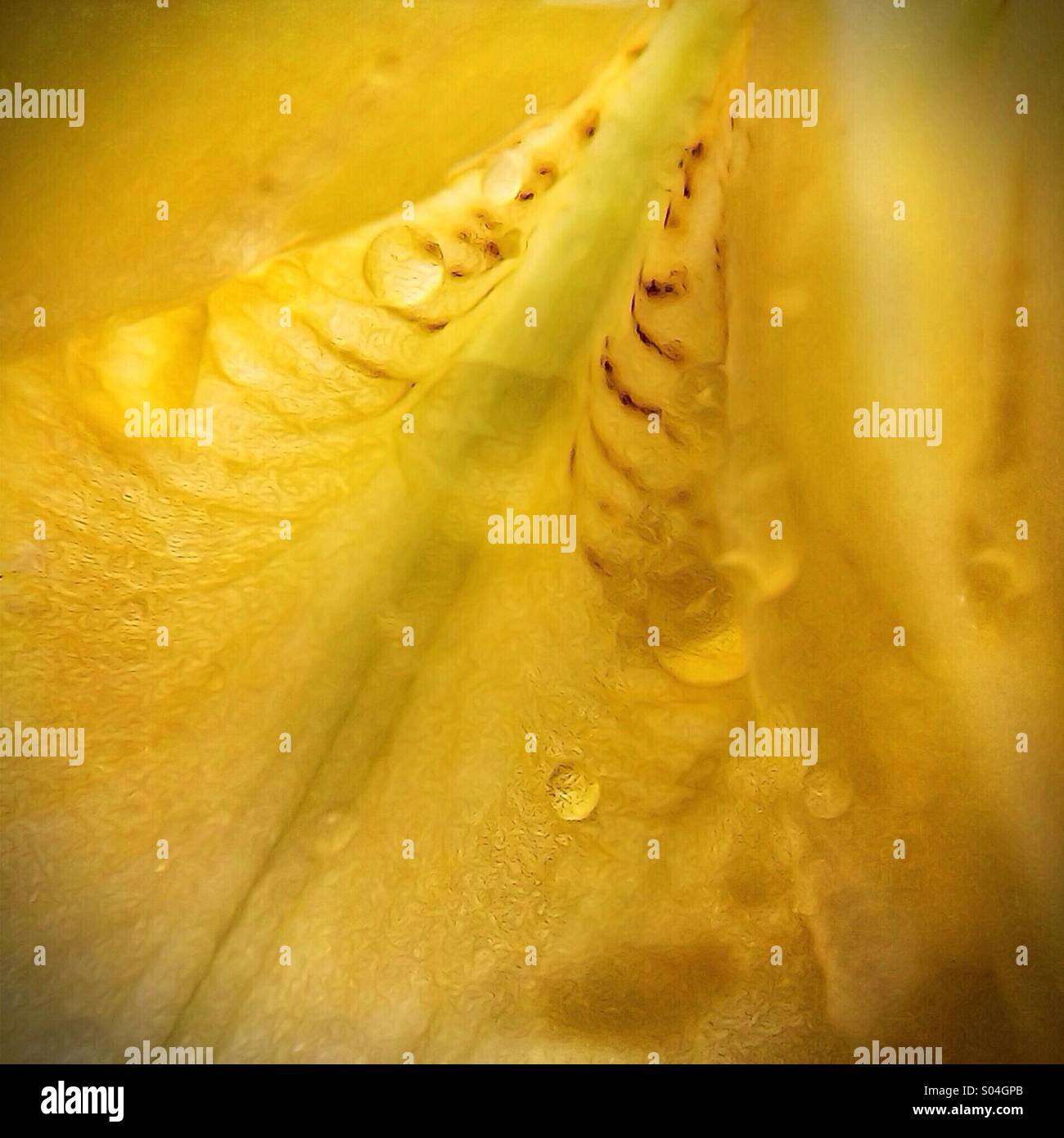 Close up image of yellow iris interior and raindrops - Smartphone Captured Stock Image