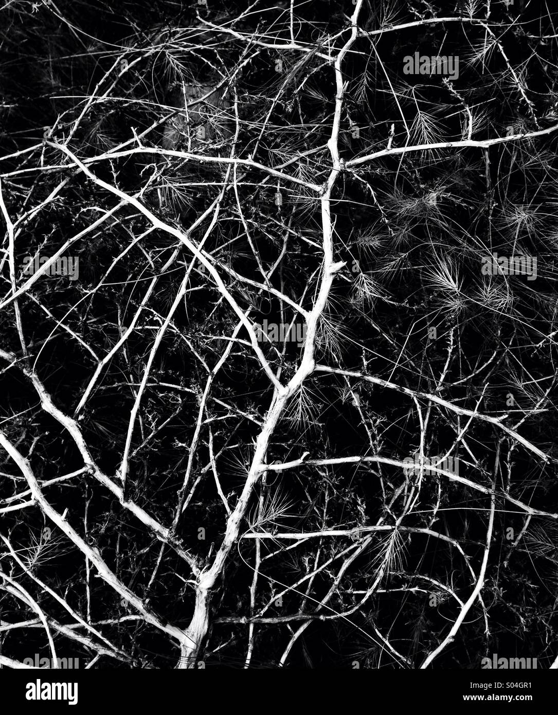 Dried plant b/w - Smartphone Captured Stock Image