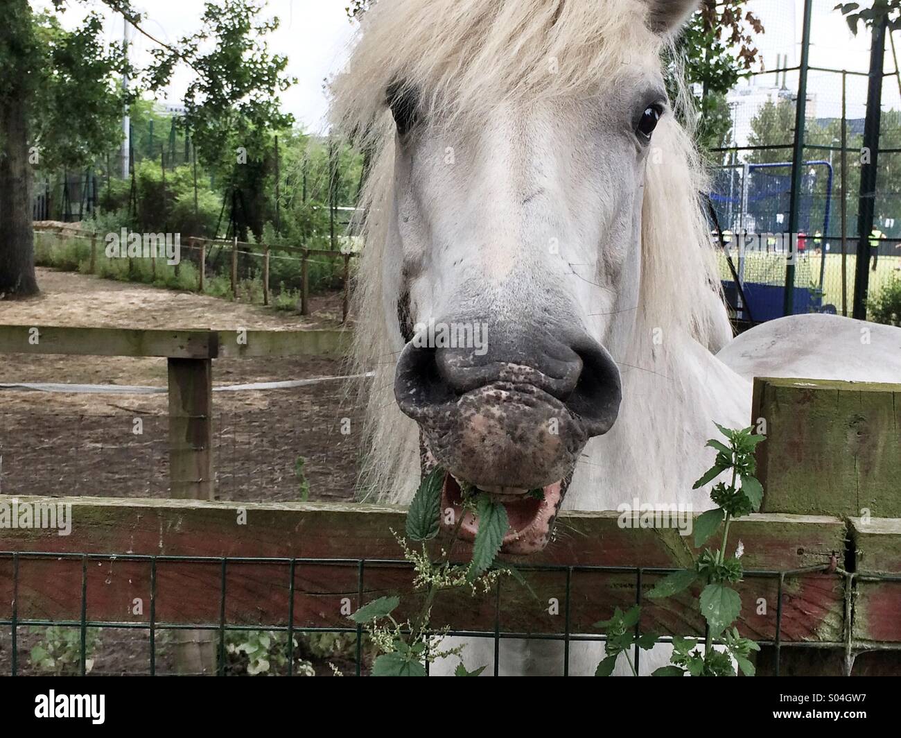 White Horse eating nettles at the Wormwood Scrubs Pony Centre, London