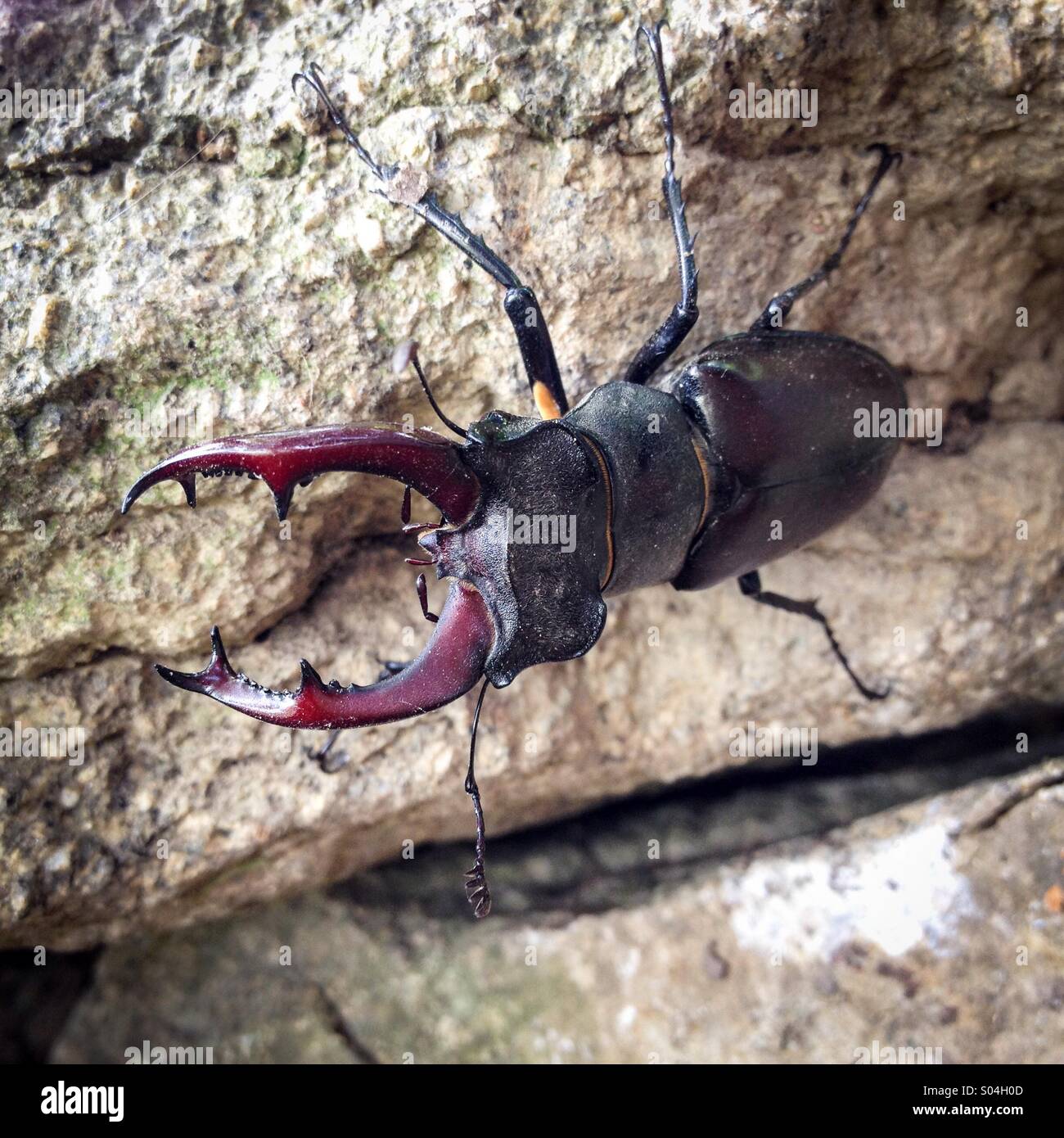 European Stag Beetle (Lucanus cervus), male on stone, La Creuse, Limousin, France Stock Photo