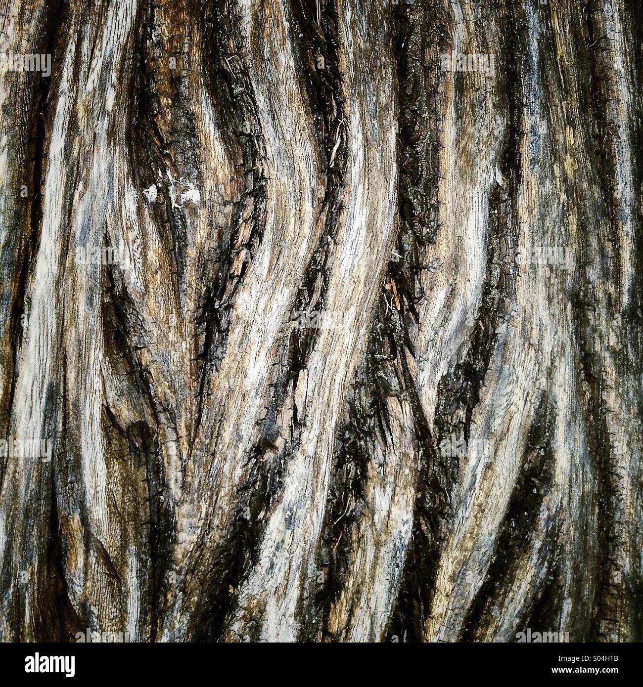 Wood decay hi-res stock photography and images - Alamy