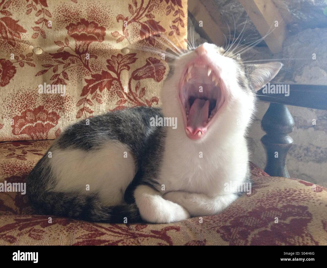 Cat sitting in chair yawning Stock Photo