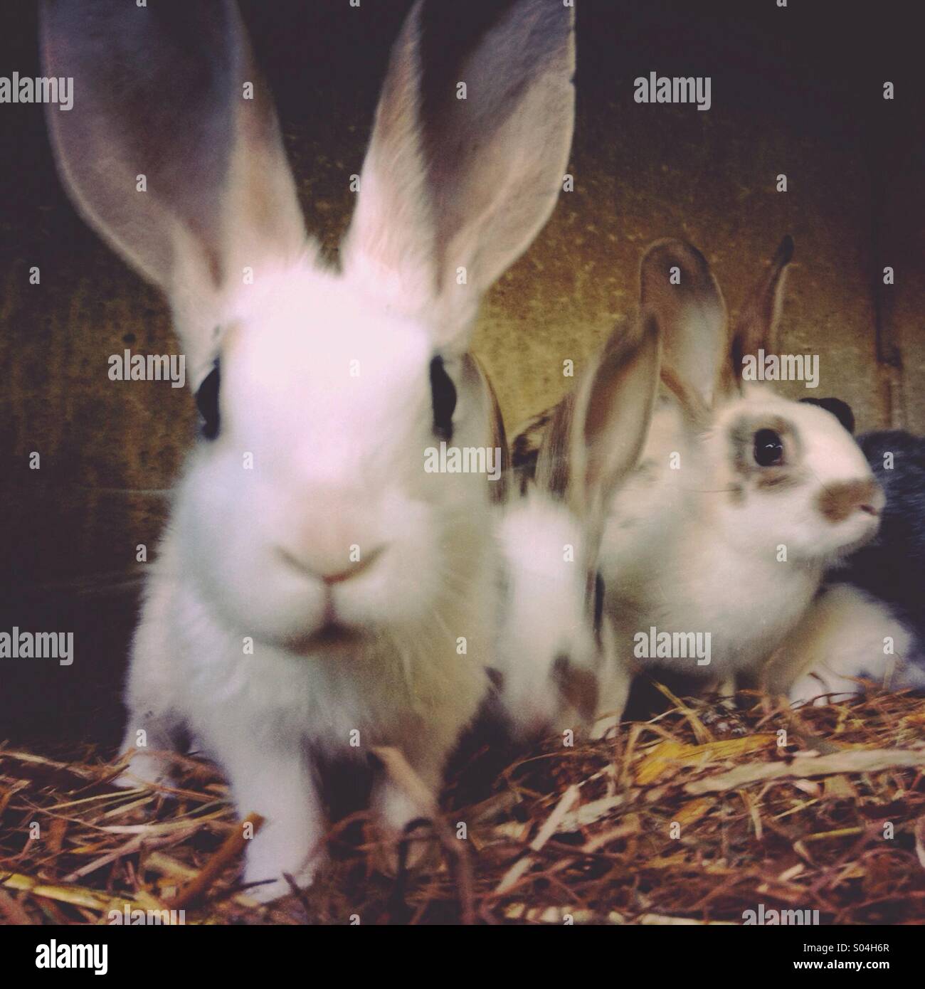 Young rabbits Stock Photo