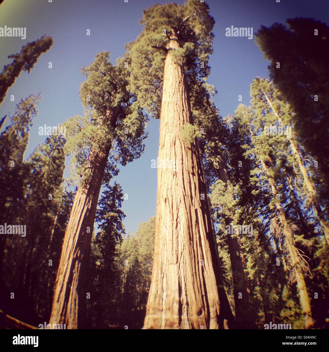 Giant Sequoias, Sequoia National Park, California - Smartphone Captured Stock Image