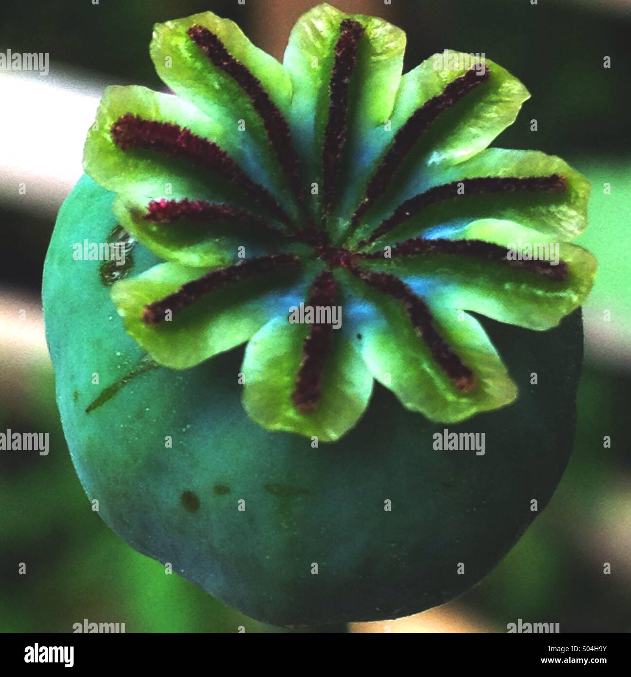 Poppy Seed Head - Smartphone Captured Stock Image