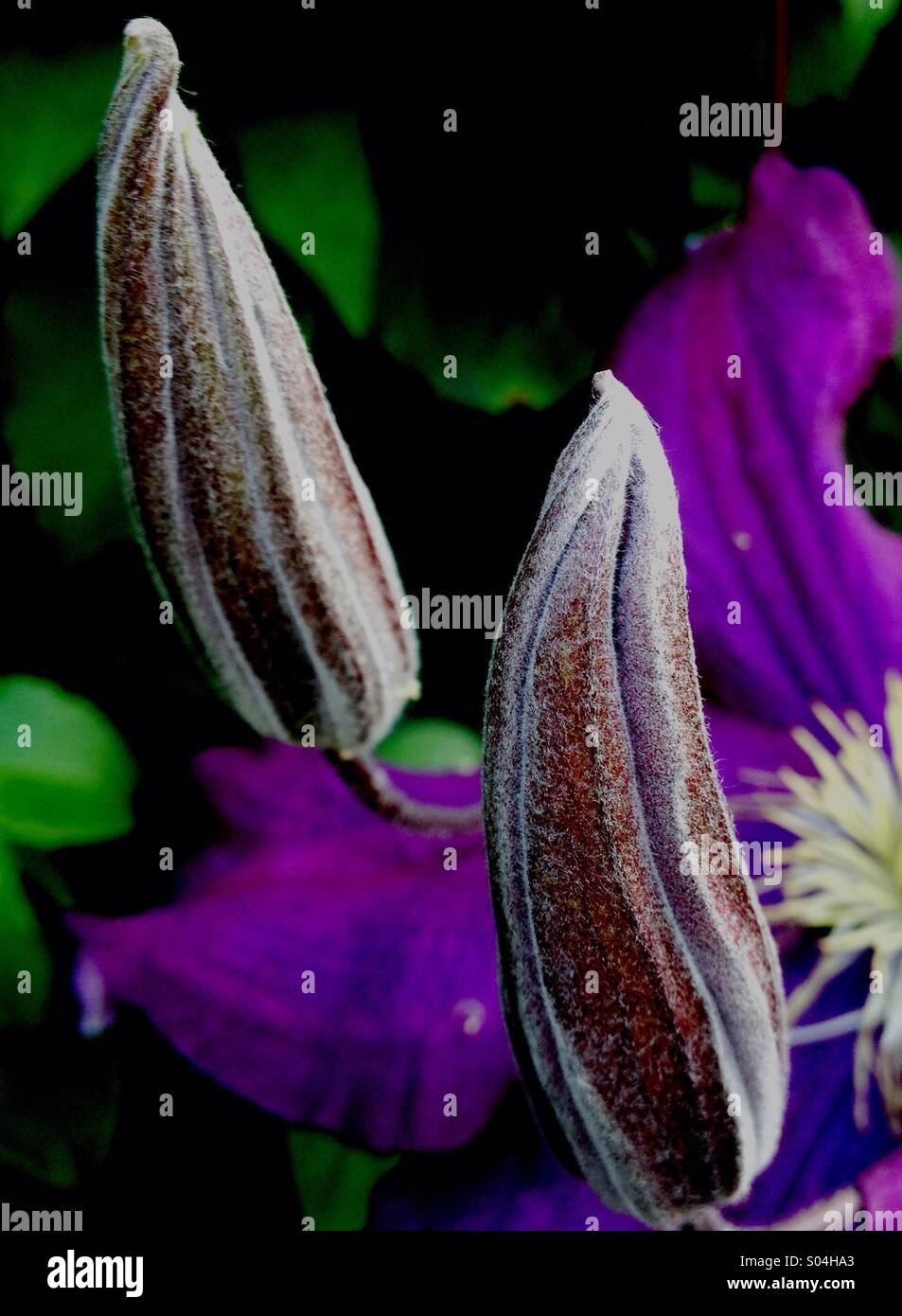 Buds clematis hires stock photography and images Alamy