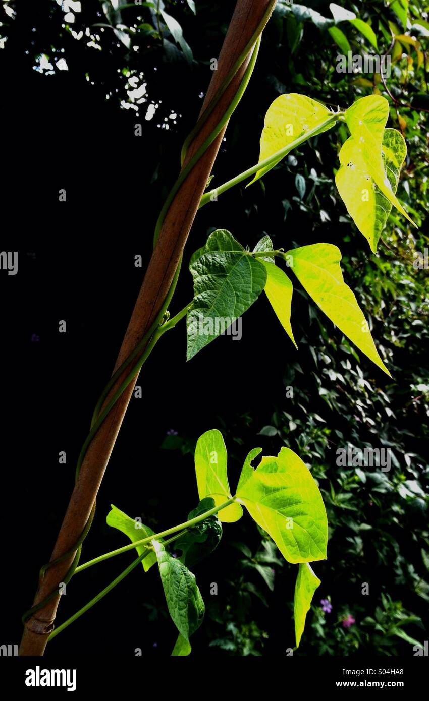 Runner Bean Plant - Smartphone Captured Stock Image