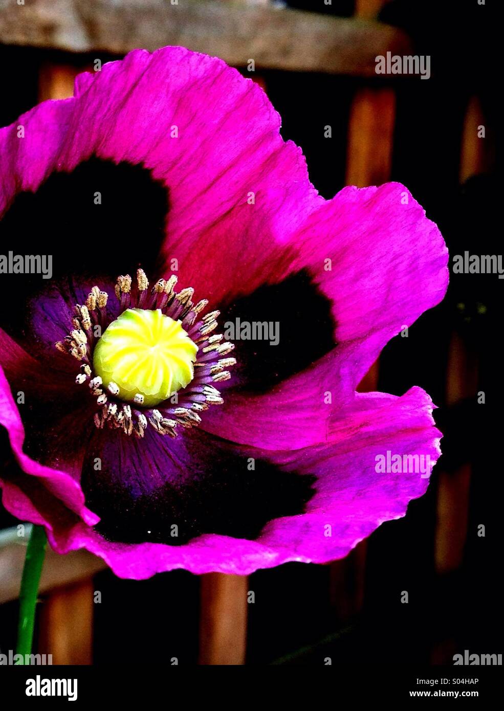 Poppy Flower - Smartphone Captured Stock Image