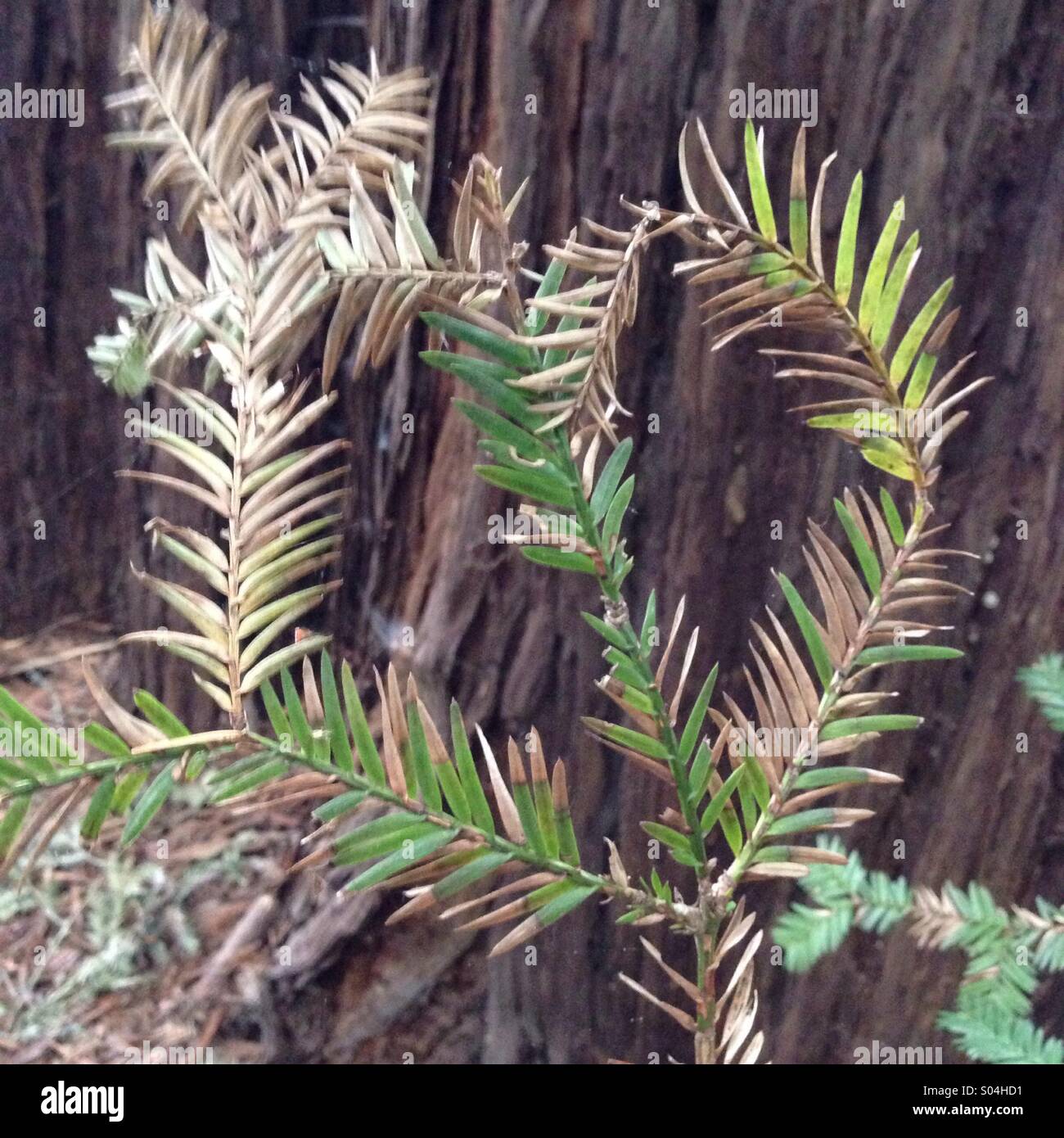 Redwood needle heart Stock Photo Alamy