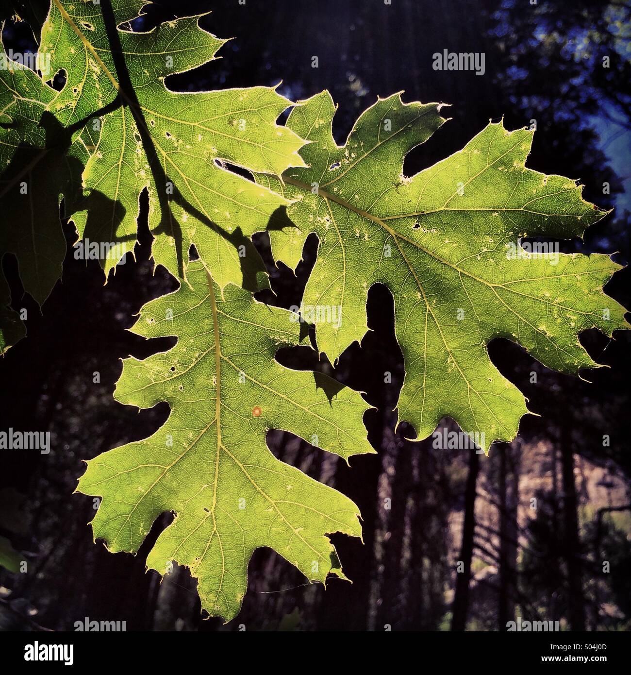 Oak leaves in sun, Roaring River Falls, Kings Canyon National Park, Sierra Nevada, California - Smartphone Captured Stock Image