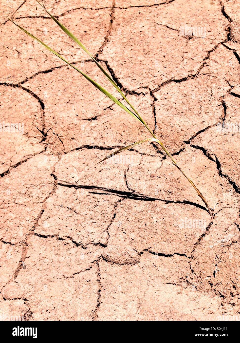 Dry earth with grass Stock Photo