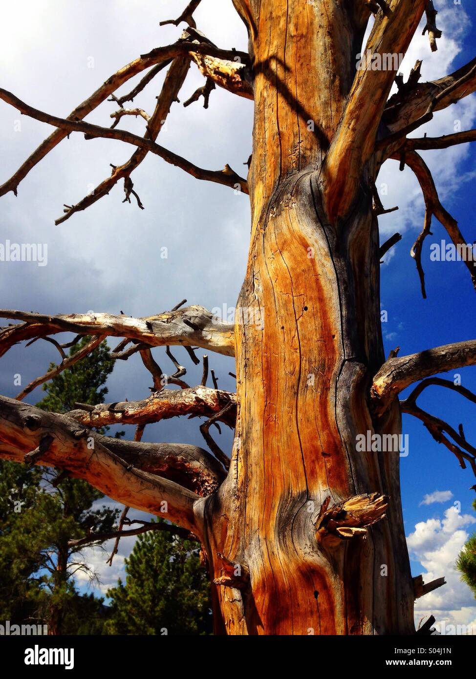 Dead tree portrait - Smartphone Captured Stock Image