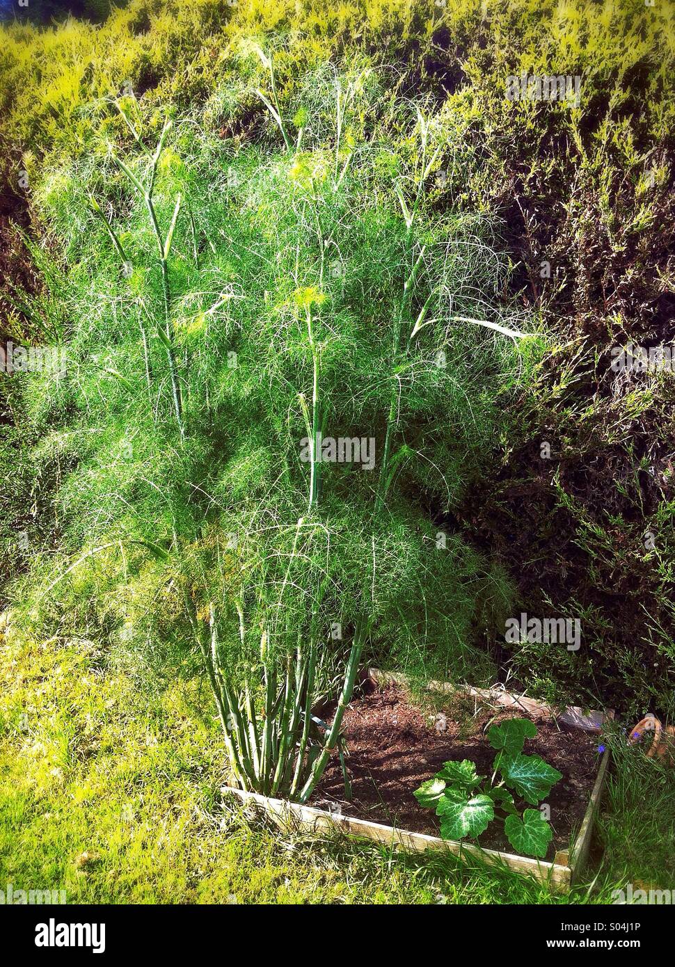 Fennel and courgette growing in raised bed - Smartphone Captured Stock Image