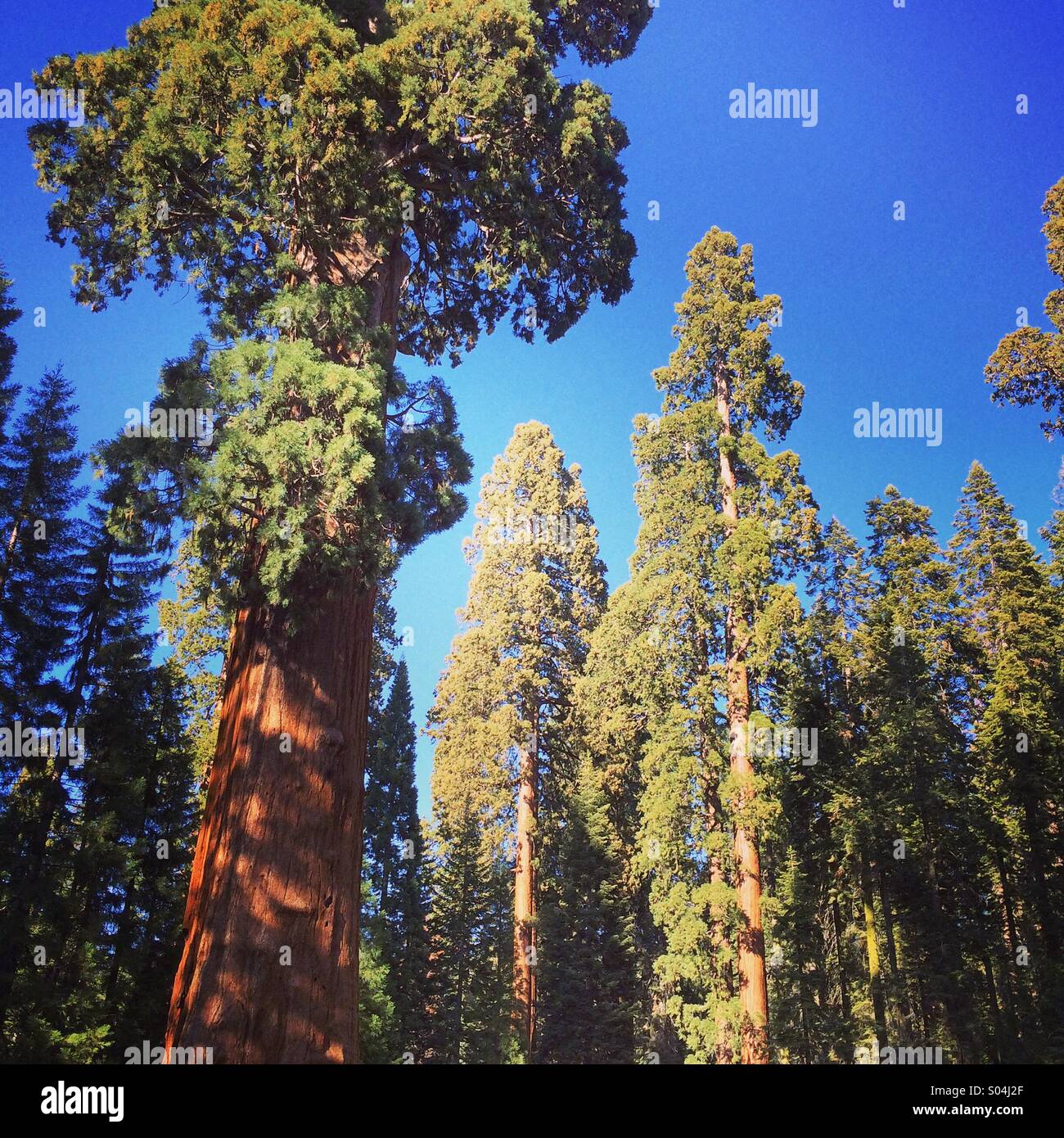 Giant Sequoias, Round Meadow, Sequoia National Park, Sierra Nevada, California - Smartphone Captured Stock Image