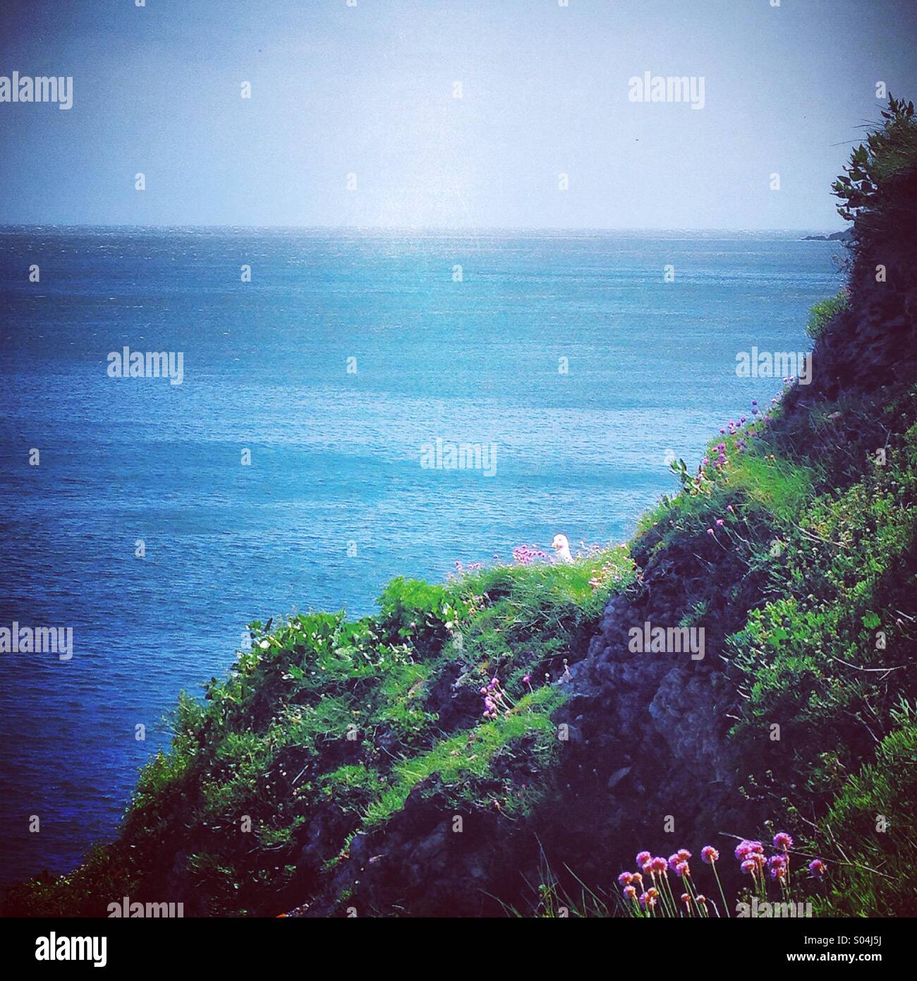 Bird looking out over its nest - Smartphone Captured Stock Image