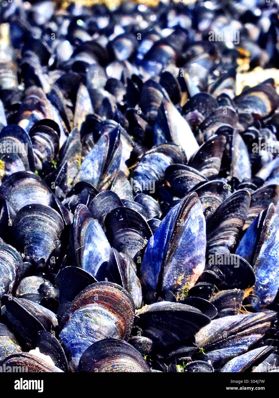 Wild Mussels Stock Photo